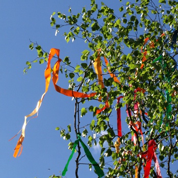 maibaum